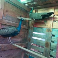 Coppia di pavoni razza Nigripennis