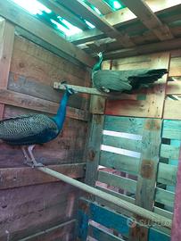 Coppia di pavoni razza Nigripennis