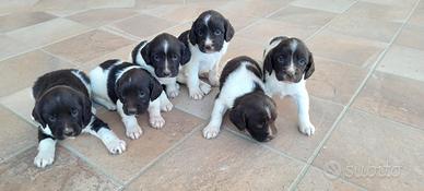 Springer spaniel inglese