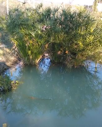 Papiro egiziano ealtre piante da laghetto/acquario