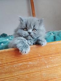 Gattino scottish straight longhair