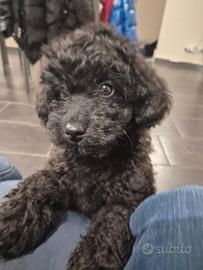 Cucciola di barboncino