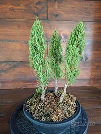 Bonsai boschetto di Cipressi. Visita il profilo.