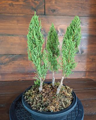 Bonsai boschetto di Cipressi. Visita il profilo.