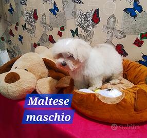 Maltese maschio taglia piccola