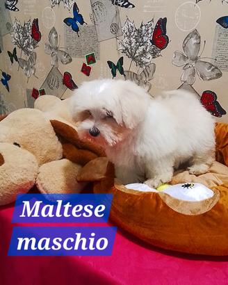 Maltese maschio taglia piccola