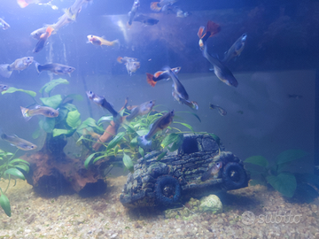 Vendita acquario/guppy