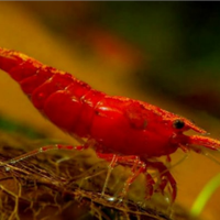 Gamberetti caridine red