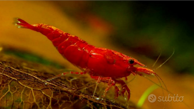 Gamberetti caridine red