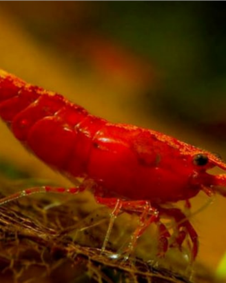 Gamberetti caridine red