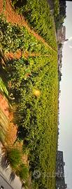 Terreno Agricolo