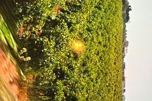 Terreno Agricolo