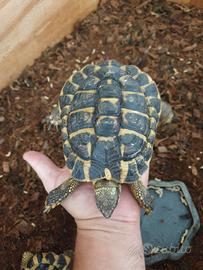 tartarughe testudo hermanni