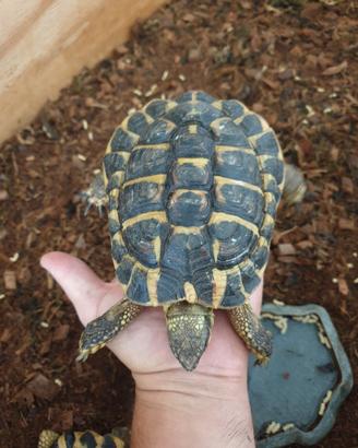 tartarughe testudo hermanni