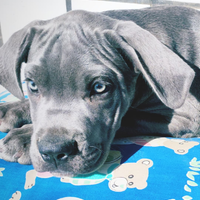 Cuccioli Cane Corso grigio blu e nero con pedigree