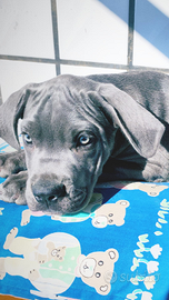 Cuccioli Cane Corso grigio blu e nero con pedigree