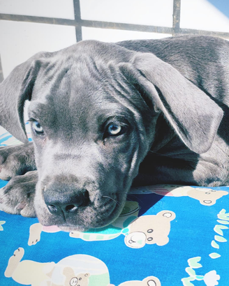 Cuccioli Cane Corso grigio blu e nero con pedigree