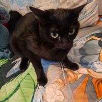 Gattine di 3 anni e 7 mesi