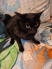 Gattine di 3 anni e 7 mesi