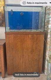 acquario dolce o marino