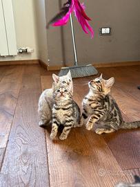 Cuccioli bengala con pedegree