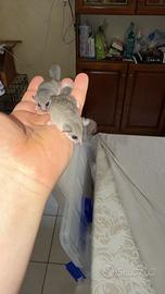 Mini ghiro africano