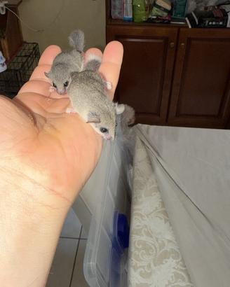Mini ghiro africano
