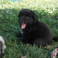 Pastore australiano/ australian shepherd cuccioli