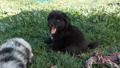 Pastore australiano/ australian shepherd cuccioli