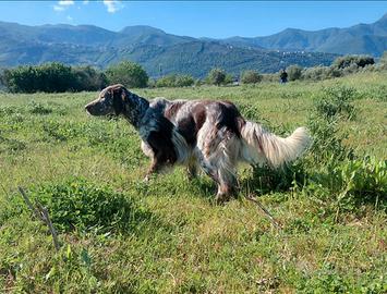 Setter inglese maschio
