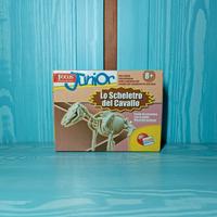 Modellino scheletro di Cavallo