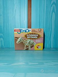 Modellino scheletro di Cavallo