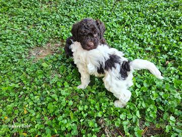 Vendita cuccioli lagotto
