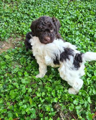 Vendita cuccioli lagotto