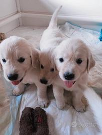 Golden retriver