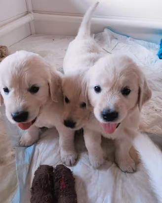 Golden retriver