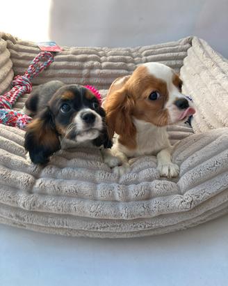 Cavalier King - Maschio e Femmina