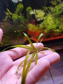 piante acquario dolce
