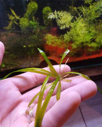 piante acquario dolce