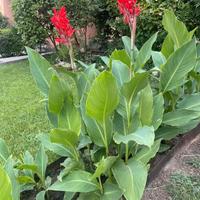 Rizomi bulbi canna indica gigante