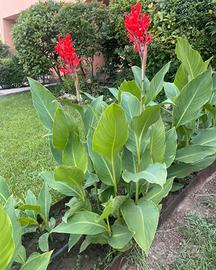 Rizomi bulbi canna indica gigante