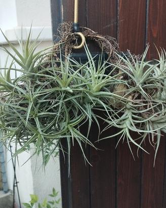 tillandsia bergeri 