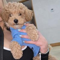 Barboncino toy/nanetto