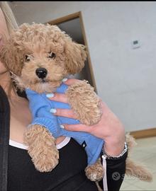 Barboncino toy/nanetto