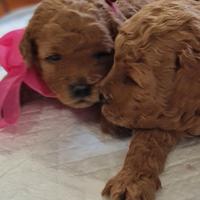 Barboncini toy/ nani