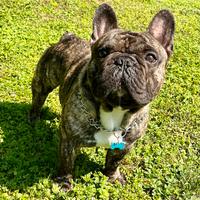 Bulldog francese per monta