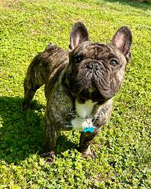 Bulldog francese per monta
