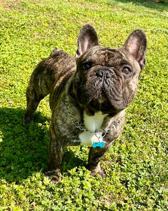 Bulldog francese per monta