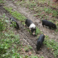 Deliziosi maialini giocherelloni