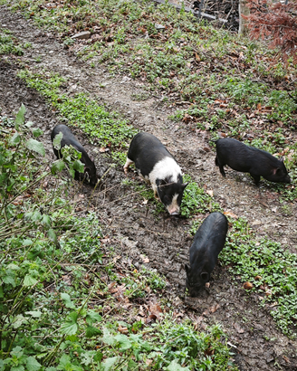 Deliziosi maialini giocherelloni